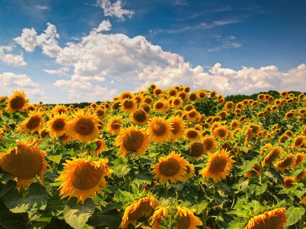 Sunflower field Summer landscape with sunflower field. HDR photo. Taken in southern Austria. wiener neustadt stock pictures, royalty-free photos & images