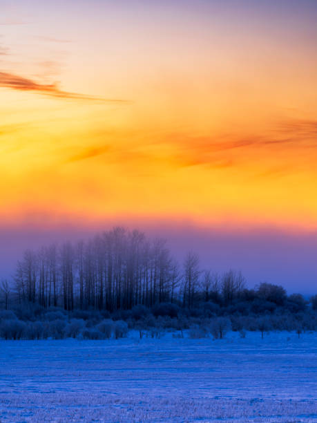 baum gefroren schnee sonnenaufgang - prairie farm winter snow stock-fotos und bilder