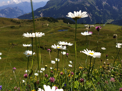 in the foreground a landscape with white daisies in full bloom between wild grasses and mountain flowers. below alpine hut, mountain lakes, several mountain ranges and valleys under a cloudy sky
