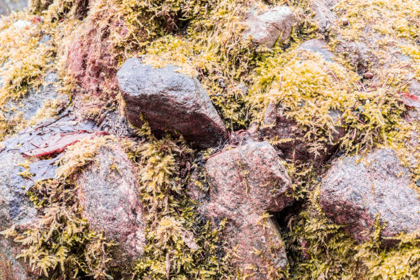 istock Stones covered with moss, close-up abstract background 1204042326