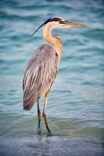 Great Blue Heron, Sarasota FL