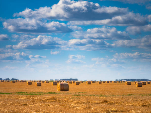 hay bales on the prairie at alberta, canada.