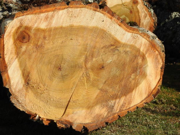 istock Healthy poplar wood 1204043590