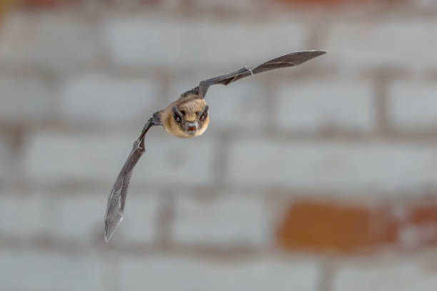 Nocturnal Pipistrelle bat (Pipistrellus pipistrellus) close up. Flying in urban setting in front of white brick wall