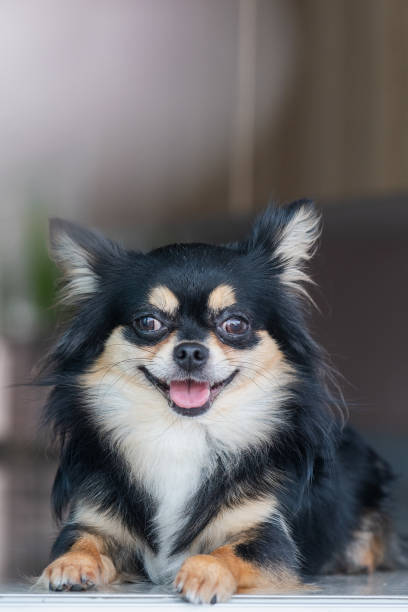 istock Chihuahua is sitting on the floor 1204044491