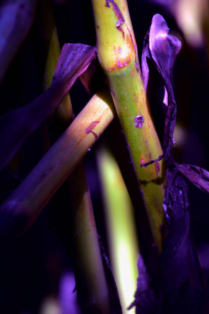 macro of stems of the canna lily plant - perennial selective focus vertical tilt imagens e fotografias de stock