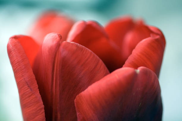 istock Macro shot of a tulip 1204047273