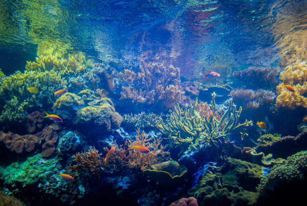 istock Beautiful algae and corals with bright colorful fish in the aquarium 1204047599