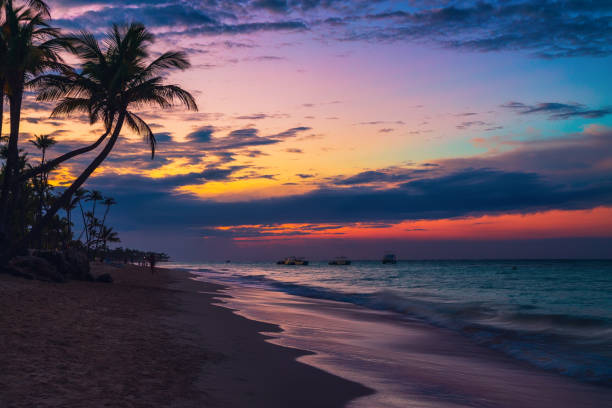 istock Palm trees on the tropical beach, Dominican Republic 1204048744