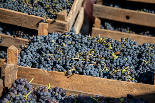 istock Fresh harvest red winemaking  grape bunches in a wooden boxes 1204049488