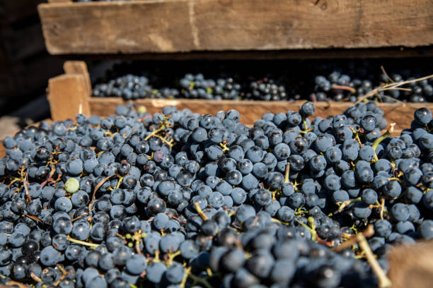 istock Fresh harvest red winemaking  grape bunches in a wooden boxes 1204049489