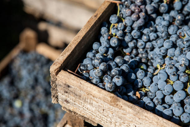istock Fresh harvest red winemaking  grape bunches in a wooden boxes 1204049499