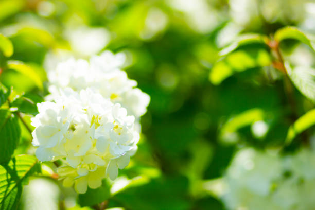 White hydrangea flower blossom in garden. Hydrangea bushes. White flowers for Valentine's Day. Copy space