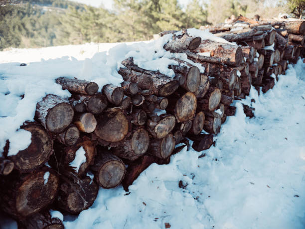 istock Felled logs lying near the forest 1204050740