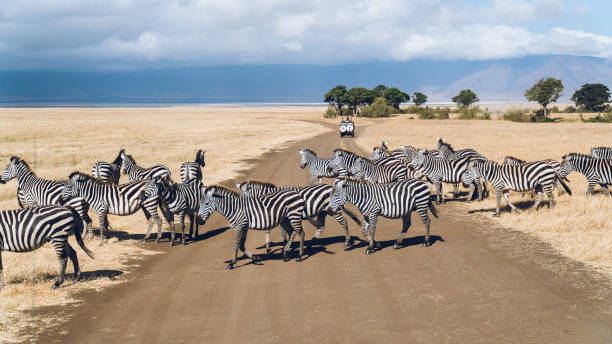 istock Migration of zebras 1204051826