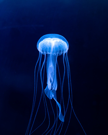 jellyfish swimming under the water in aquarium in Prague