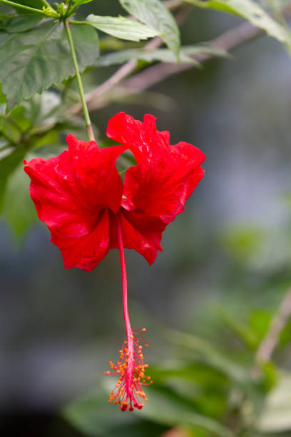 istock Red hibiscus rosa-sinensis flower 1204053063
