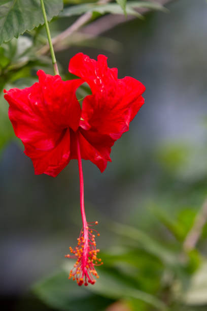 istock Red hibiscus rosa-sinensis flower 1204053087