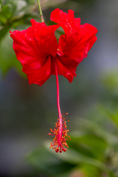 istock Red hibiscus rosa-sinensis flower 1204053110