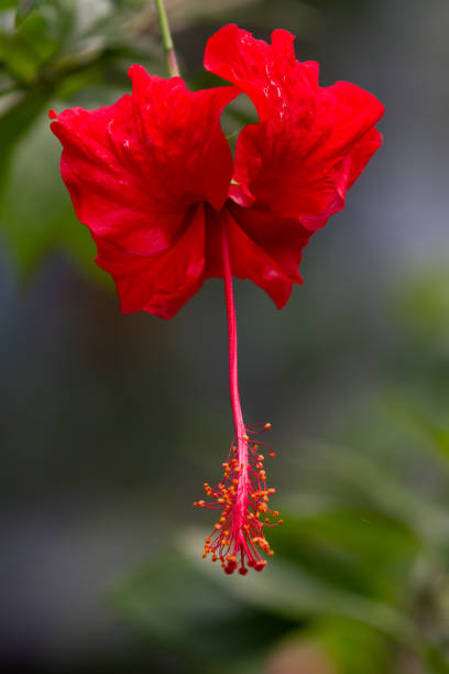 istock Red hibiscus rosa-sinensis flower 1204053140