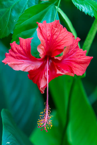 istock Red hibiscus rosa-sinensis flower 1204053591