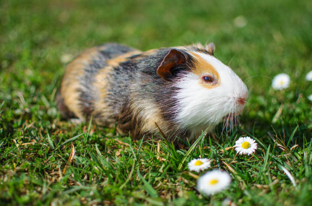 istock Grazing guinea pig on grass on a beautiful sunny spring day 1204054179