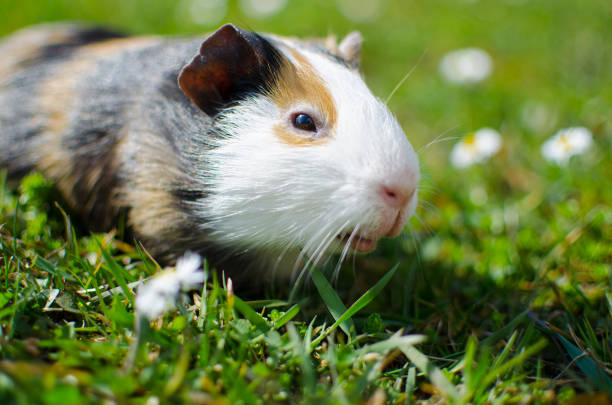 istock Grazing guinea pig on grass on a beautiful sunny spring day 1204054197