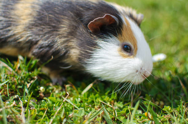 istock Grazing guinea pig on grass on a beautiful sunny spring day 1204054199