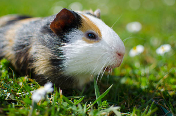 istock Grazing guinea pig on grass on a beautiful sunny spring day 1204054216