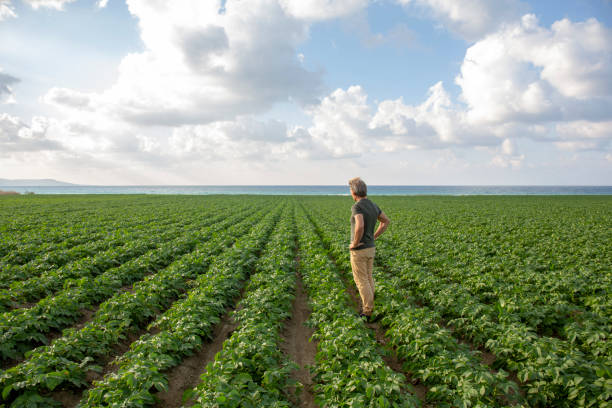 istock Organic farmer inspects newly planted potatoes 1204054413