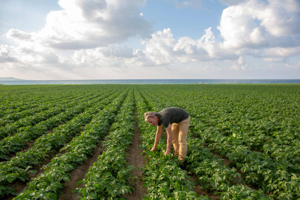 istock Organic farmer inspects newly planted potatoes 1204054434