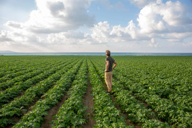 istock Organic farmer inspects newly planted potatoes 1204054530