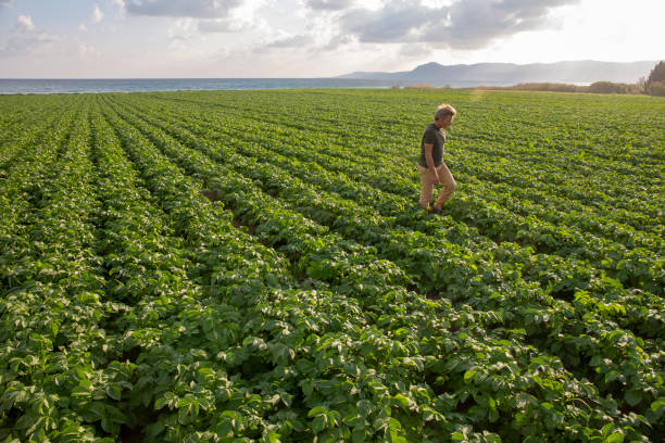 istock Organic farmer inspects newly planted potatoes 1204054618