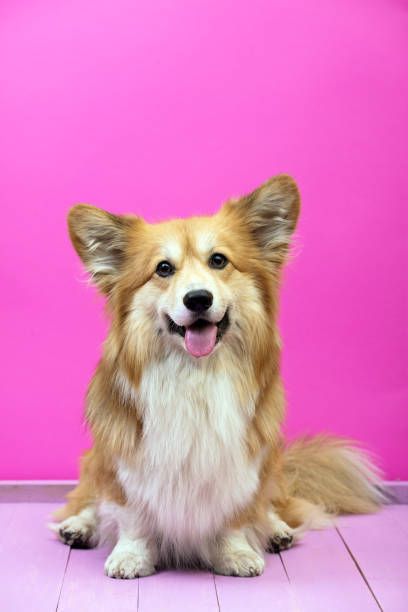 istock fun corgi fluffy dog  at the pink background
