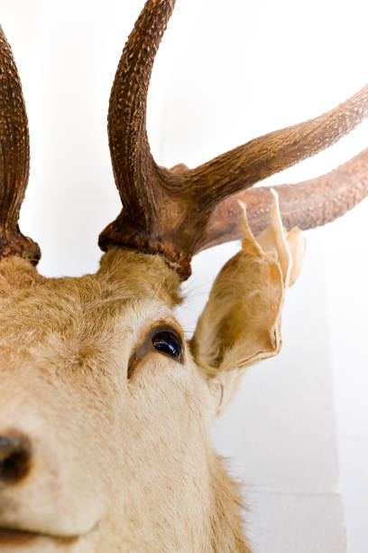 istock Deer head with a horn hanging on the wall 1204058466