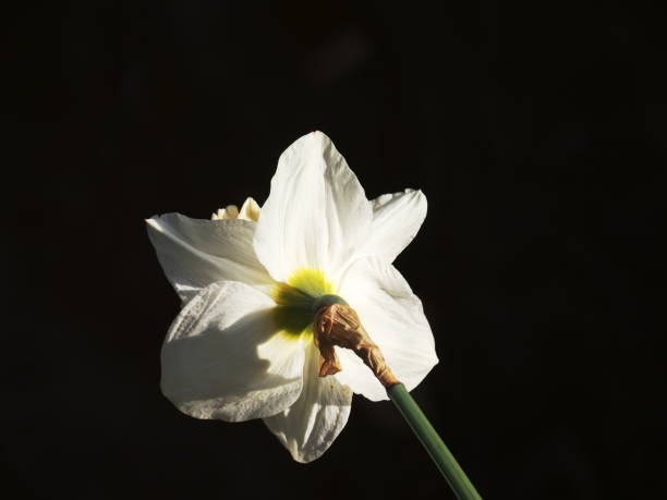 istock Easter bell as a plant, narcissus, daffodil,leaves in background, look the backsid 1204061748