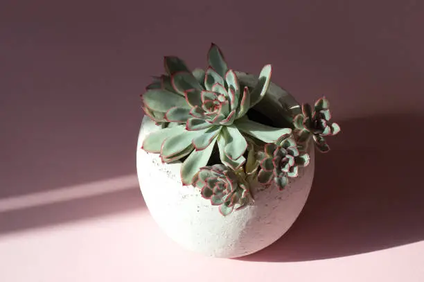 Echeveria elegans in round ceramic flower pot on pink background surrounded by light and shadow