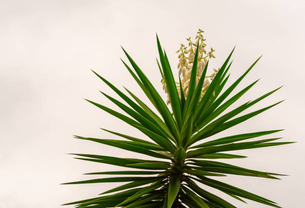 istock Agave angustifolia is a sculptural plant very adapted to drought. 1204063759