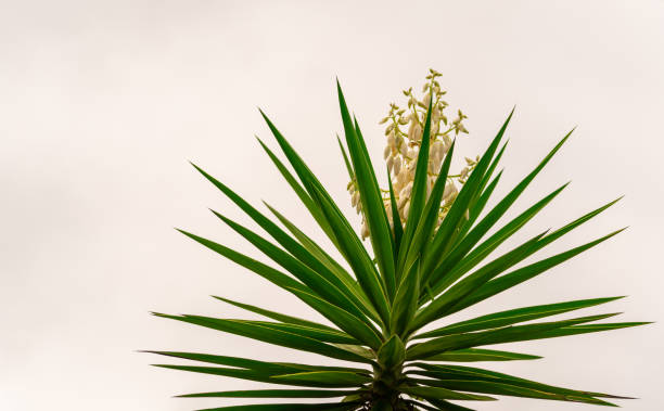 Agave angustifolia is a sculptural plant very adapted to drought.