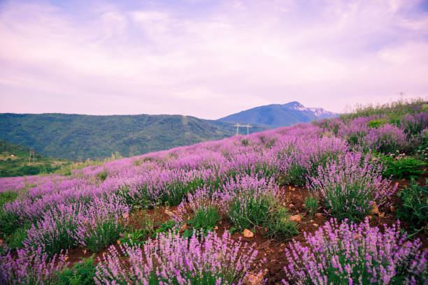 Beautiful purple lavender field