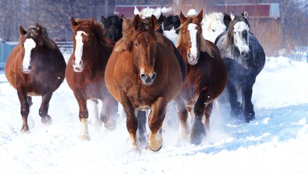 istock Run the fresh snow at Tokachi Farm 1204064836