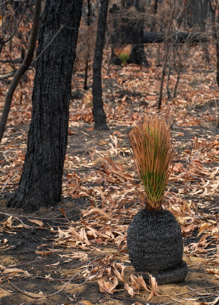 Australian bushfires aftermath: grass tree Xanthorrhoea recovering after severe fire damage. Many of australian plant species can survive bushfires and re-sprout again incendios forestales australianos después: árbol de hierba xanthorrhoea recuperándose después de graves daños por incendio. muchas de las especies de plantas australianas pueden sobrevivir a los incendios forestales y volver a brotar de nuevo