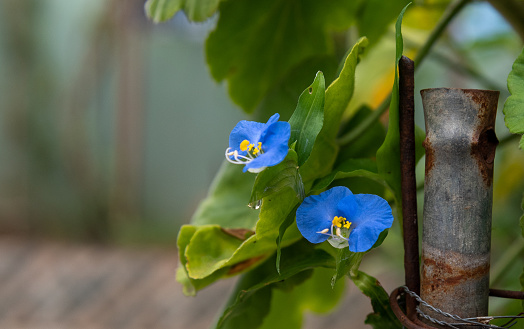 Blue flower of Begonia, which are plants essentially of the genus Begonia, family Begoniaceae. They are, in general, ornamental plants with characteristic foliage, and occasionally attractive flowers.