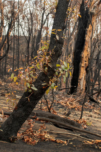 istock Australian bushfires aftermath: eucalyptus trees recovering after severe fire damage. Eucalyptus can survive and re-sprout from buds under their bark or from a lignotuber at the base of the tree. 1204065468
