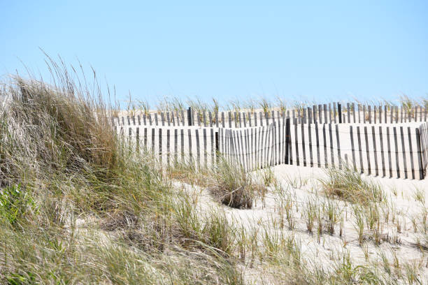 istock The dunes of Fire Island 1204068888