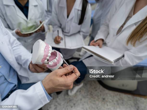 Students Looking At Dental Prothesis At University Stock Photo - Download Image Now - Dentist, Post-Secondary Education, Student