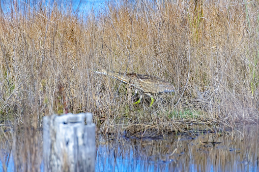 American Bittern on the hunt in marsh lands of Florida