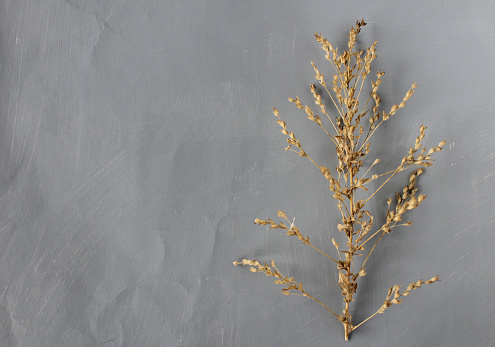 Close up of paper sleeves of dried plants, flowers and grasses to be used in flower arrangements and decoration.
