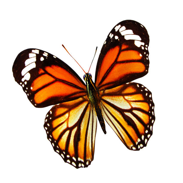 istock beautiful natural orange butterfly isolated on white background 1204072902