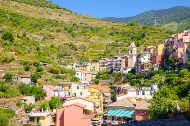 햇볕이 잘 드는 푸른 하늘 배경, 라 스페치아 지방, 리구리아, 이탈리아의 마나 롤라 롤라 마을 국립 공원 친퀘 테레의 계곡에 전형적인 이탈리아 어 건물 주택과 녹색 포도 밭 테라스 - globe grape 뉴스 사진 이미지